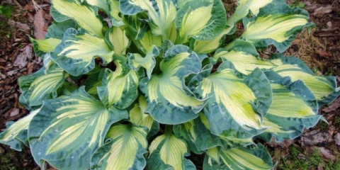 Hosta siebold zlatne livade: fotografija i opis, recenzije